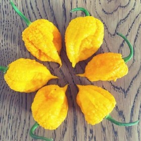King Naga Yellow chili